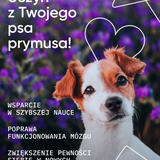 be smart wsparcie pamięci i koncentracji