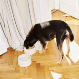 the ceramic bowl for dogs | oyster - berty
