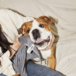 the antibacterial paw and face towel for dogs - berty