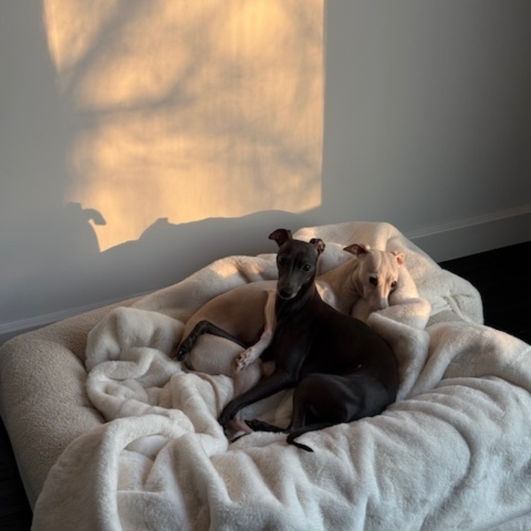 PET PARENTS: Maja Sablewska x Umbelle & Helmut