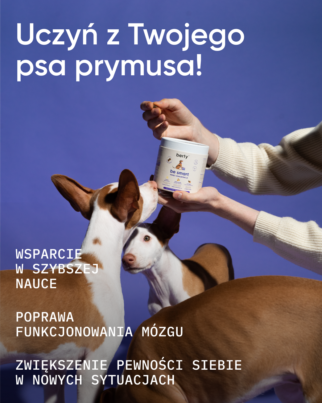 Rozwój szczeniaka i młodego psa