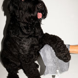 the antibacterial paw and face towel for dogs