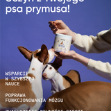 be smart wsparcie pamięci i koncentracji