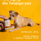 be vital wsparcie mobilności i witalności