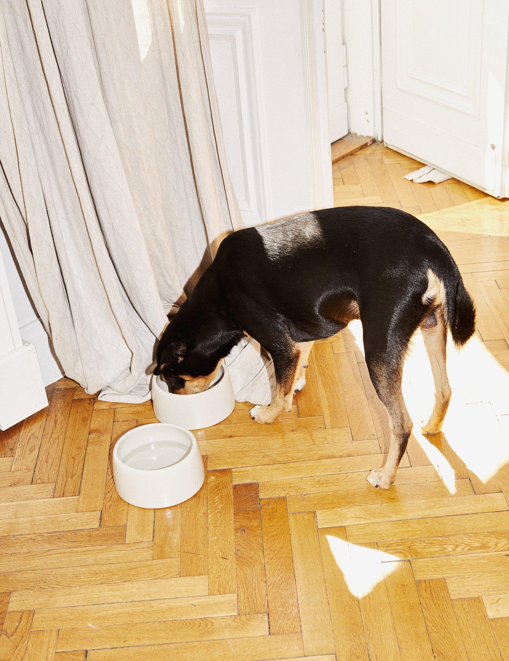 the ceramic bowl for dogs | oyster - berty