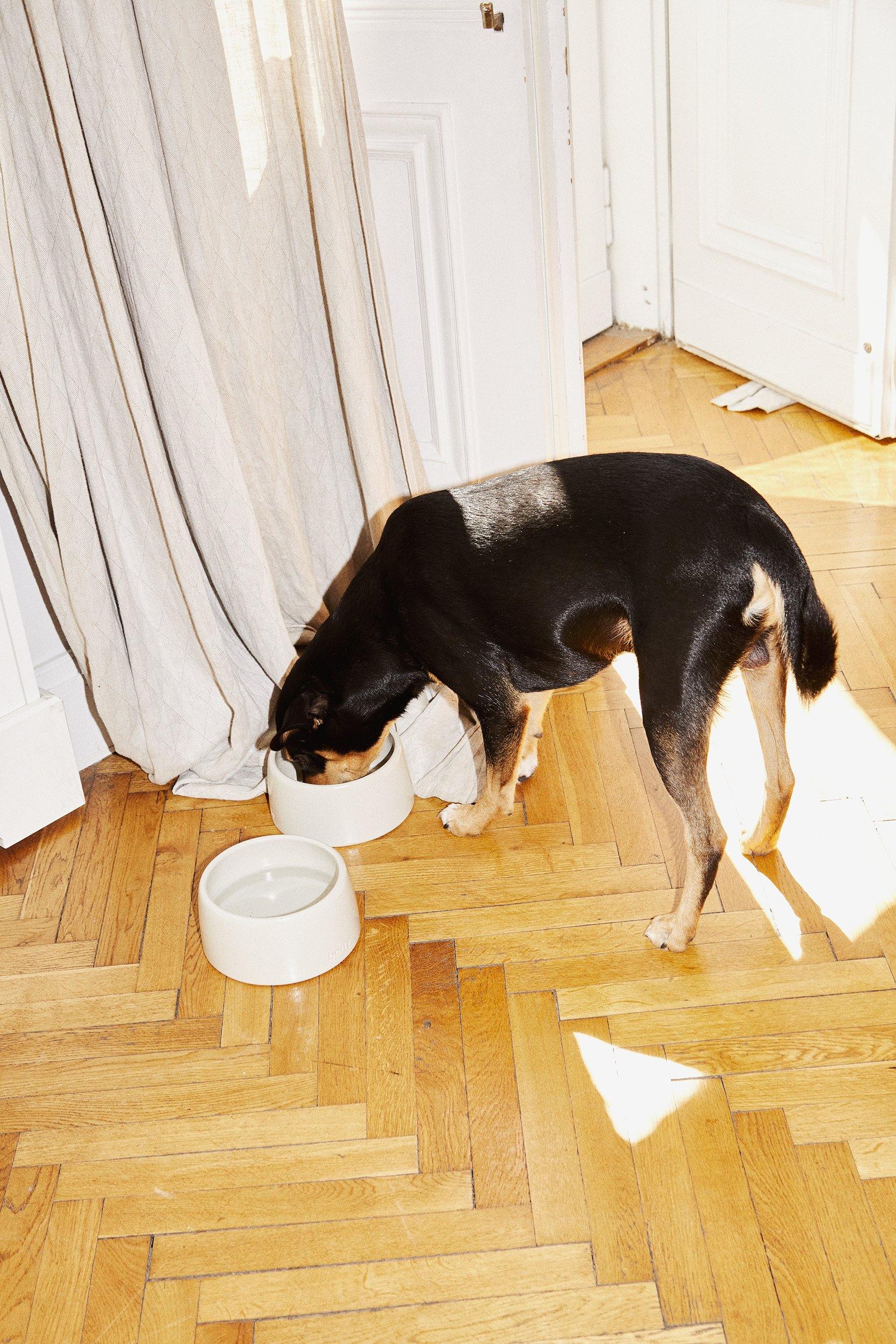 the ceramic bowl for dogs | oyster - berty